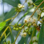 Eucalyptus Blue Gum 60-65 Essential Oil