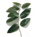 Eucalyptus Blue Gum 60-65 - Essential Oils