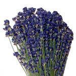 Lavandin Extra Blue - Certified Organic Essential Oils - ACO 10282P