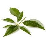 17 ml Ho Wood Essential Oil                                                                         