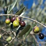 1L Olive Oil Refined Certified Organic Vegetable Oil