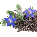 1L Borage Virgin Certified Organic Oil