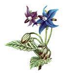 Borage Virgin Oil - Certified Organic Vegetable & Carrier Oils - ACO 10282P