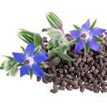 Borage Virgin Oil - Certified Organic Vegetable & Carrier Oils - ACO 10282P