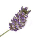 Lavender Flower CO2 Oil