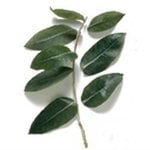 17 ml Eucalyptus Blue Gum Certified Organic Oil - ACO 10282P