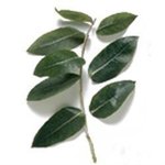100 ml Eucalyptus Blue Gum Certified Organic Oil - ACO 10282P