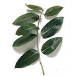 Eucalyptus Blue Gum - Certified Organic Essential Oils - ACO 10282P