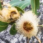 Eucalyptus Blue Gum - Certified Organic Essential Oils - ACO 10282P