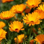 20L Calendula Infused Oil