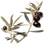 30 ml Olive Extra Virgin Certified Organic Vegetable Oil - ACO 10282P
