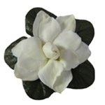 30mL Gardenia Fragrant Oil