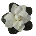 30 ml Gardenia Fragrant Oil