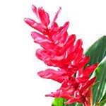 30mL Ginger Lilly Fragrant Oil