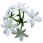 30mL Jasmine Fragrant Oil