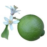 30 ml Lime Blossom Fragrant Oil