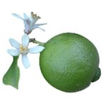 30mL Lime Blossom Fragrant Oil