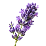 30mL Cape Lavender Essential Oil Certified Organic