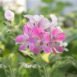 Cape Rose Geranium - Certified Organic Essential Oils - ACO 10282P