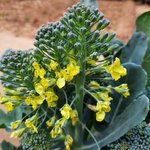 500mL Broccoli Seed Oil