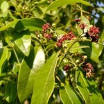 100mL Sandalwood (Santalum album) Essential Oil