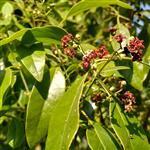 Sandalwood (Santalum album) Essential Oil