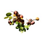 100mL Copaiba Oil Resin