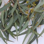 100g Eucalyptus Stem Cells