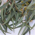 Eucalyptus Stem Cells