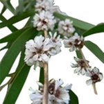 500 g Agonis Fragrans Essential Oil