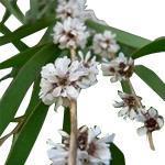 Agonis Fragrans - Essential Oils