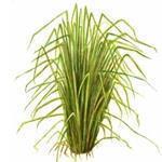 Vetiver Redistilled Essential Oil