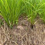 Vetiver Redistilled Essential Oil