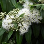 1kg Lemon Myrtle Natural Blend Essential Oil
