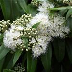 Lemon Myrtle Natural Blend Essential Oil