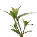 Lemon Myrtle Natural Blend - Essential Oils