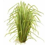 100 ml Vetiver Essential Oil