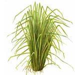 Vetiver Essential Oil