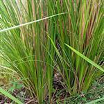 Vetiver Essential Oil