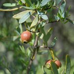 100 ml Sandalwood Australian Nut CO2 Oil