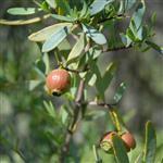 Sandalwood Australian Nut CO2 Oil