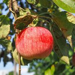 100mL Apple Seed Virgin Oil
