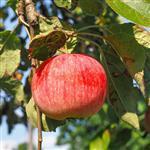 Apple Seed Virgin Oil