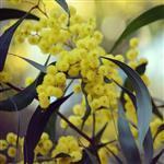 Wattle Seed - Liquid Extracts [Glycerine Based]