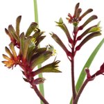 100 g Kangaroo Paw - Liquid Extracts [Glycerine Based]