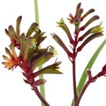100g Kangaroo Paw - Liquid Extracts [Glycerine Based]