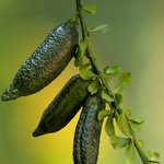 20 kg Desert Lime - Liquid Extract [Glycerine Based]