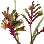 Kangaroo Paw - Liquid Extracts [Glycerine Based]