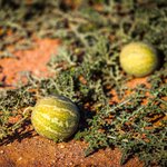 100mL Kalahari Melon Oil