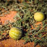 Kalahari Melon Oil - Vegetable, Carrier, Emollients & other Oils